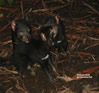 Tasman devils Conservation Park